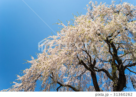 信広寺しだれ桜 信広寺しだれ桜 31360262