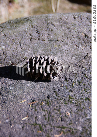 高野槇　コウヤマキの実 31360283