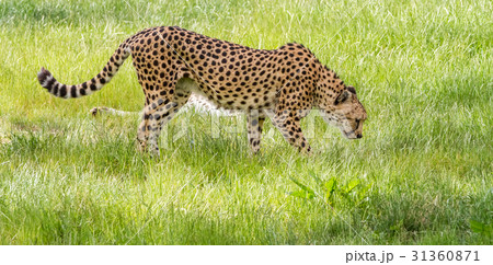 an Asiatic Cheetah an Asiatic Cheetah 31360871