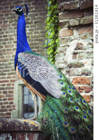 Peacock on wall in grounds of Herstmonceux castle 31361914