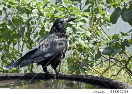 black raven close-up 31362253