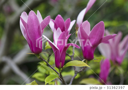 Beautiful magnolia flowers 31362397