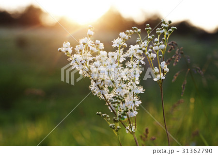 Beautiful white wild flowers and sunset 31362790