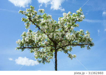 Decorative apple-tree 31362860
