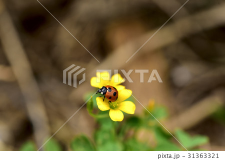 テントウムシ 31363321