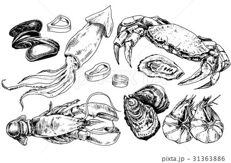 Seafood hand drawn collection 31363886