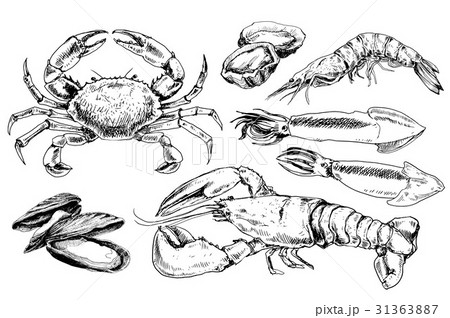 Seafood hand drawn collection 31363887