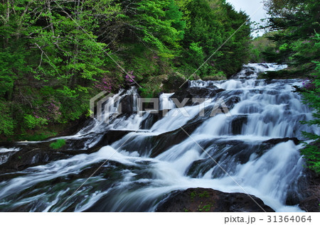 竜頭の滝（ミツバツツジの頃） 31364064