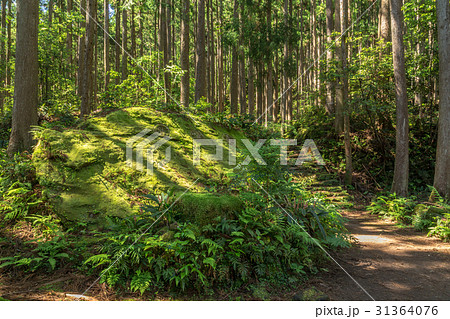熊野古道・大雲取越 31364076