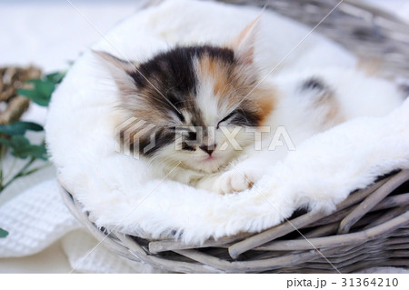 お昼寝 お昼寝 31364210