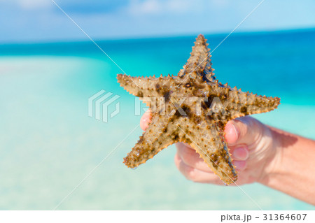 Close up starfish in hands background the Close up starfish in hands background the 31364607