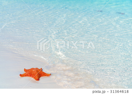 Tropical white sand with red starfish in clear 31364618