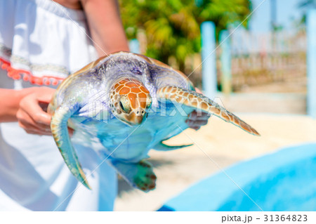 Close up sea turtle in female hands in exotic 31364823