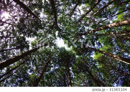 朝陽を浴びる森林 31365104