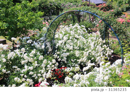 白バラの花 白バラの花 31365235