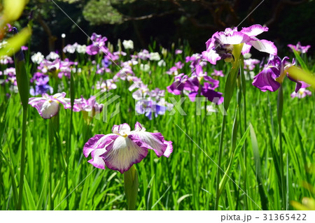 平安神宮 花菖蒲 平安神宮 花菖蒲 31365422