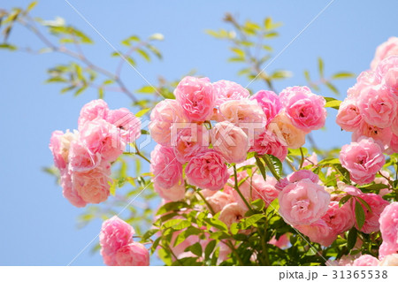 ピンクのツルバラの花 31365538