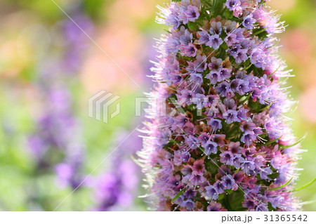 エキウムの花 31365542