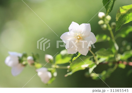 バイカウツギの花 31365545