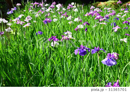 平安神宮　花菖蒲 31365701