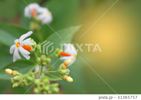 The soft focus the beautiful of Night blooming jas The soft focus the beautiful of Night blooming jas 31365757