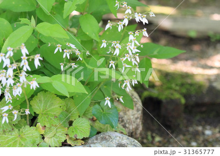 ユキノシタの花 ユキノシタの花 31365777