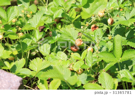 ワイルドストロベリーの実 ワイルドストロベリーの実 31365781