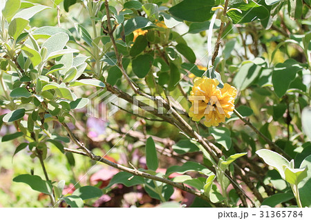 エルサレムセージの花 31365784