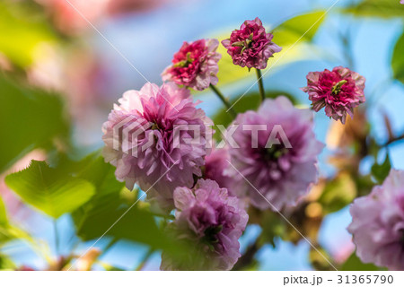 兼六園菊桜 兼六園菊桜 31365790