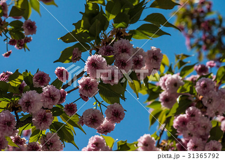 兼六園菊桜 兼六園菊桜 31365792