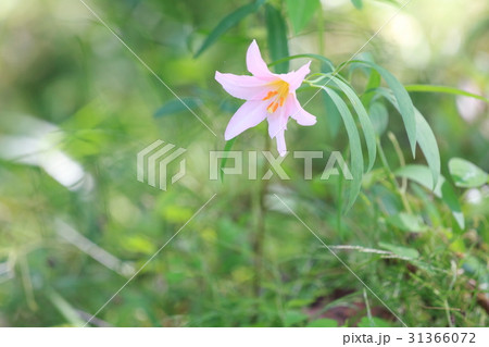 ヒメサユリの花 31366072