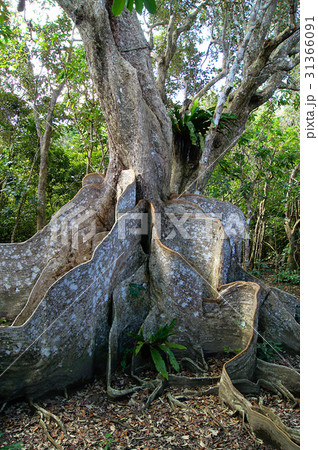 沖縄県西表島・サキシマスオウノキ 31366091