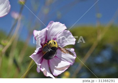 コスモスとクマンバチ 31366291