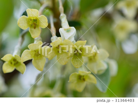 グミの花咲く 31366403