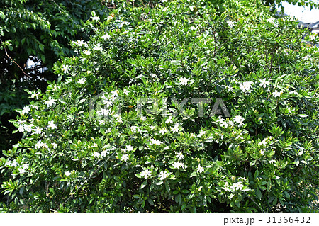 クチナシの花 クチナシの花 31366432