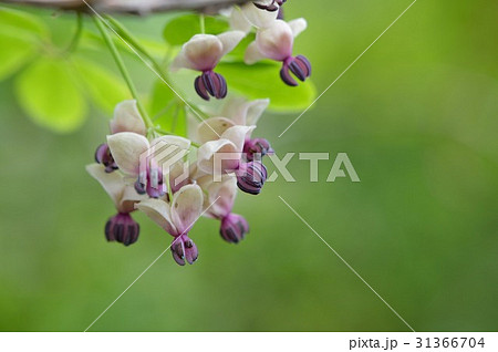 アケビの花 アケビの花 31366704