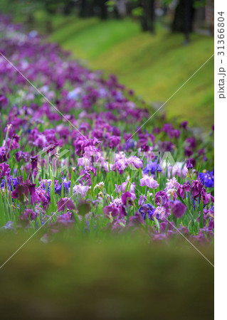 花菖蒲 31366804