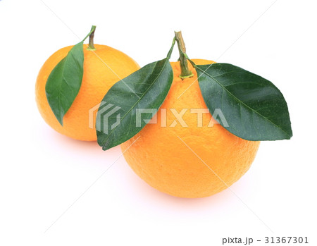 甘夏 甘夏 31367301