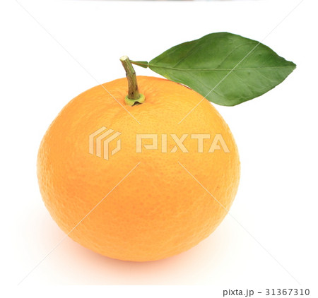 甘夏 甘夏 31367310