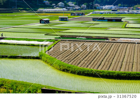 初夏の農村風景 初夏の農村風景 31367520