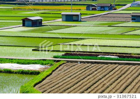 初夏の農村風景 31367521