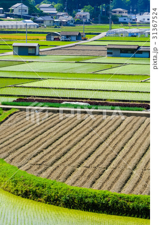 初夏の農村風景 初夏の農村風景 31367524