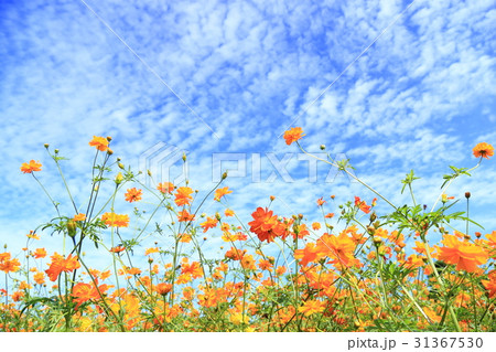 キバナコスモス 31367530