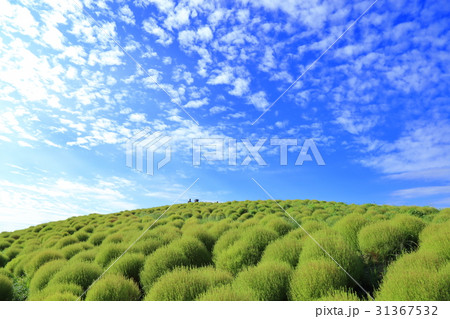 コキアの丘と空 31367532