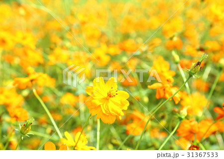 黄花コスモス 31367533