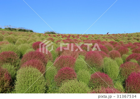 紅葉が始まったコキア 31367534