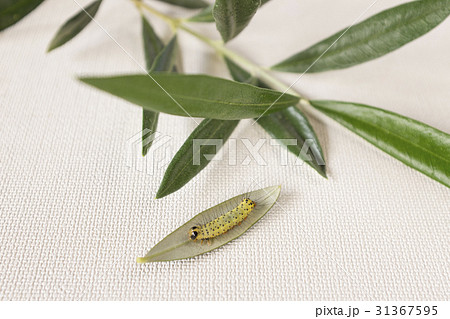 葉巻虫 31367595