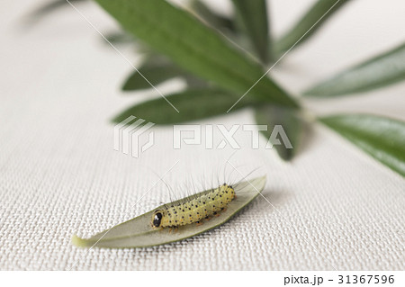 葉巻虫 31367596