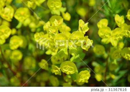 トウダイグサ 31367616