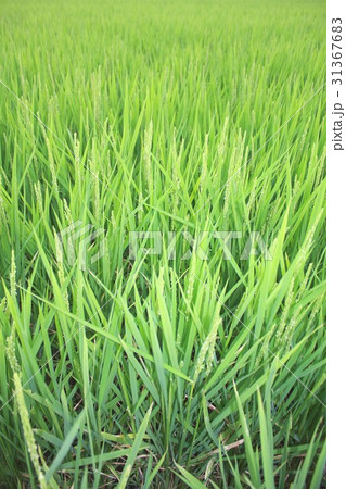 緑濃く、すくすく育つ真夏の稲穂 緑濃く、すくすく育つ真夏の稲穂 31367683